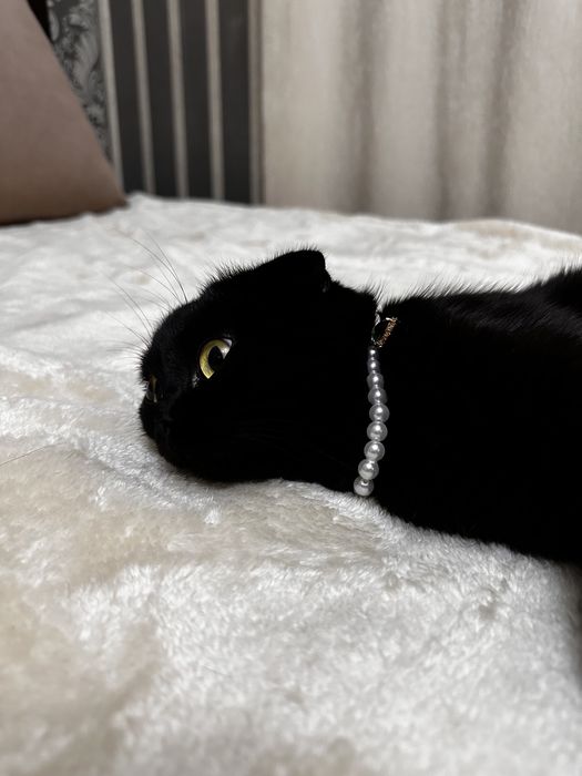 Кошка Шотландская вислоухая