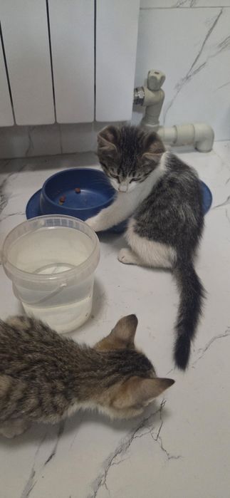 Отдам котят добрые руки