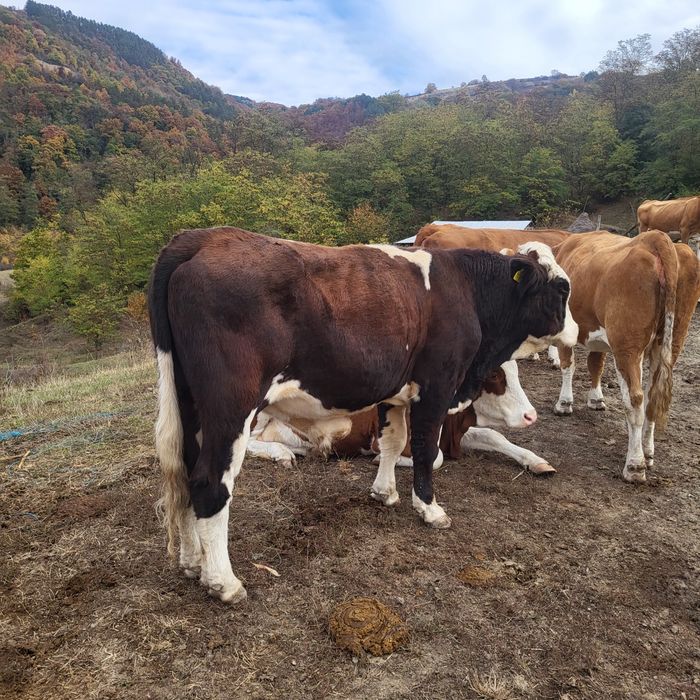 Vând taur de 2 ani