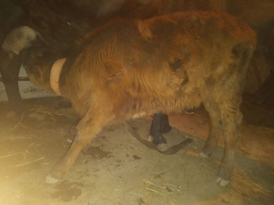 Ona bola sigir sotiladi.