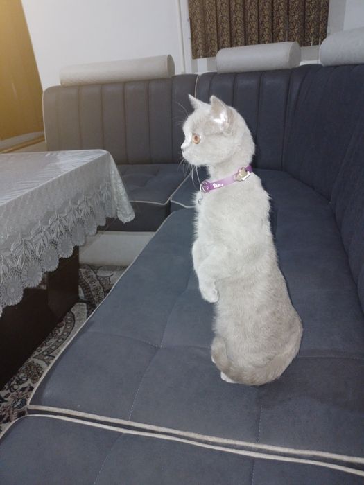 Пишик Кошки пародний