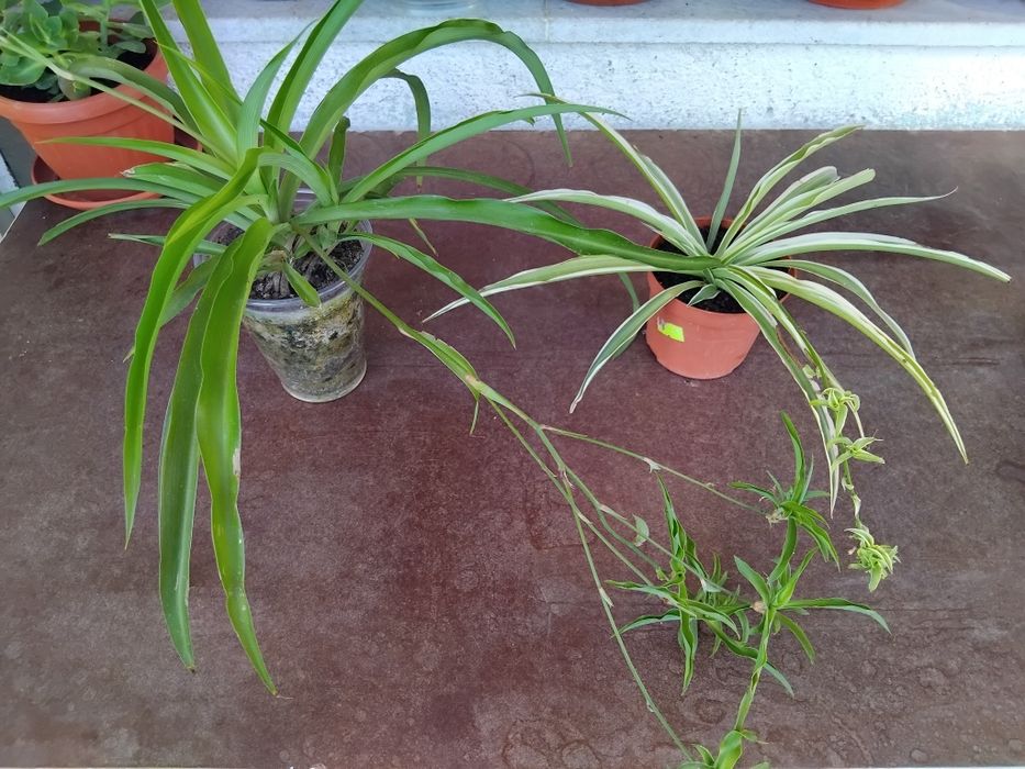 Мушкато, сакъз, сансевиера, дърво на живота, божи венец, дебела мара,