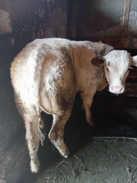Vând vițel de rasa