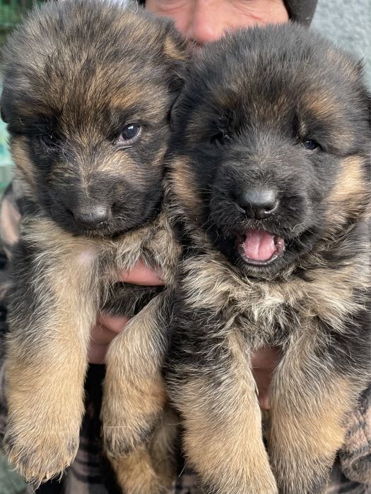 Щенки немецкой овчарки