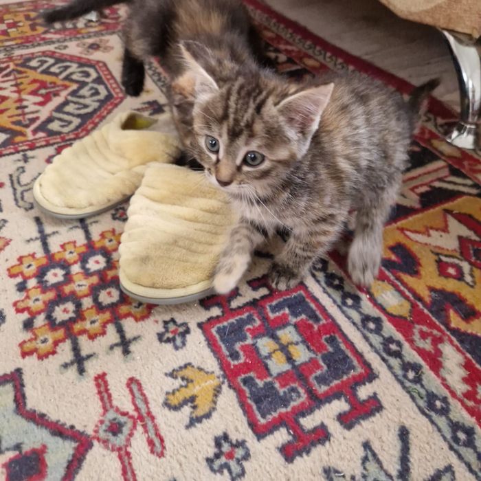 отдам котят в добрые руки