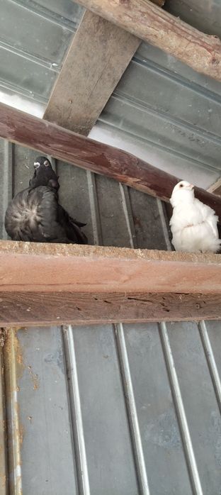 Vând porumbei pescăruș chinez