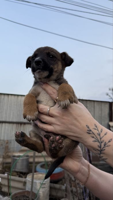 Отдам Щенят в хорошие руки!