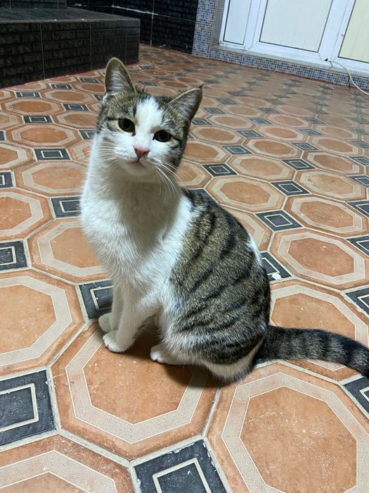 Mushuk hadiyaga beriladi aqilli uy mushugi