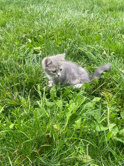Отдам котенка ,в хорошие руки
