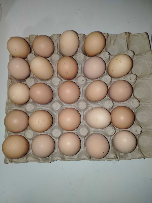 Ouă pentru incubat, găini Brahma