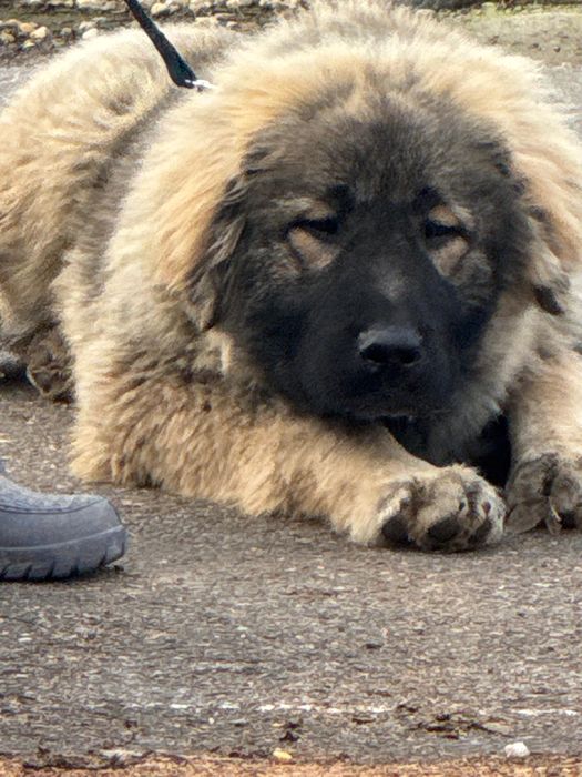 Femela ciobanesc caucazian