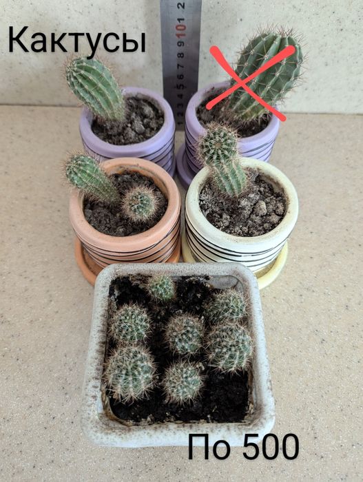 Цветы комнатные разные