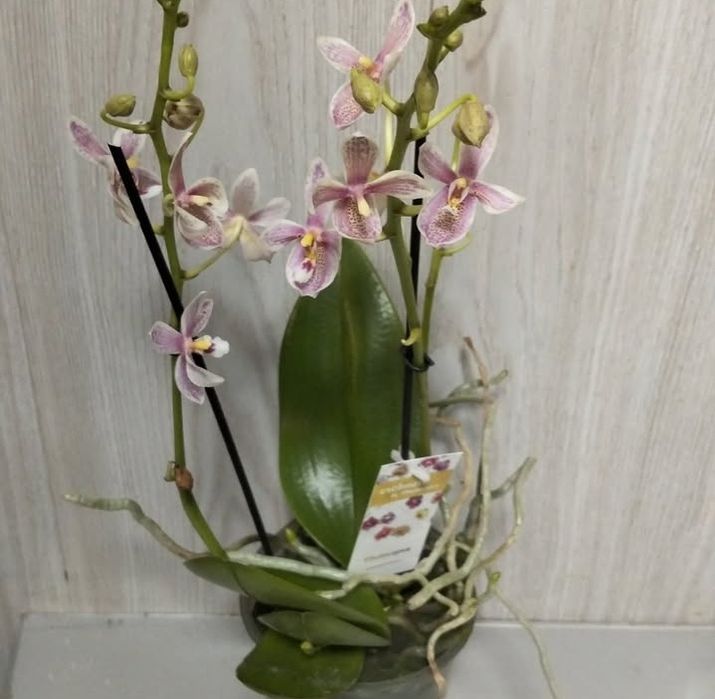 Продам Сортовые орхидеи