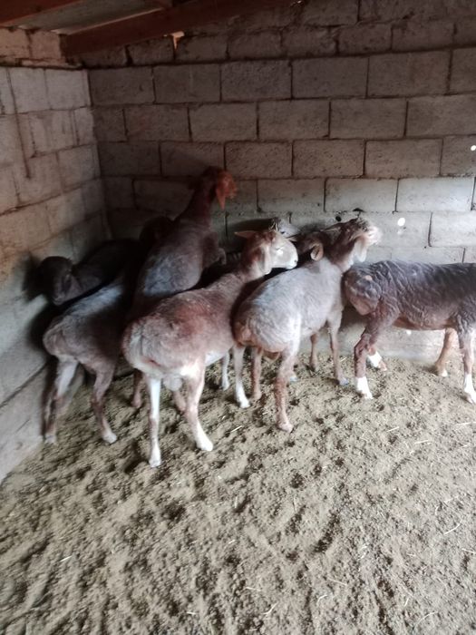 Семіз қойлар сатылады