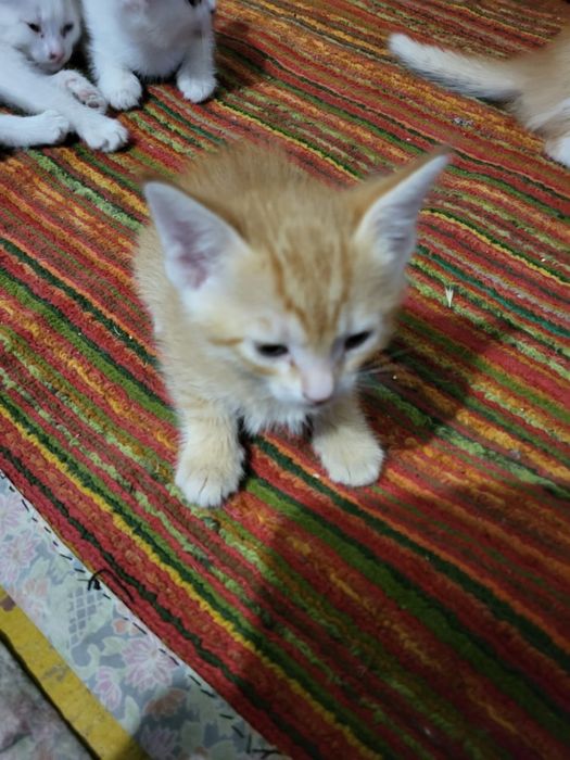 Отдаем бесплатно котят
