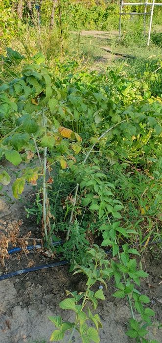 Продам кусты ежемалины