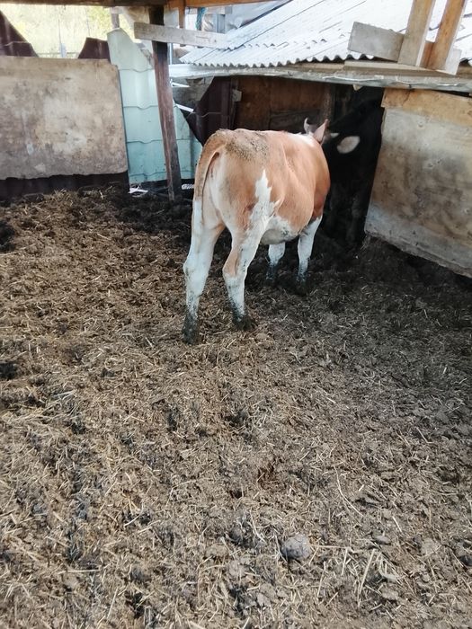Vând 4 vițele bălțate