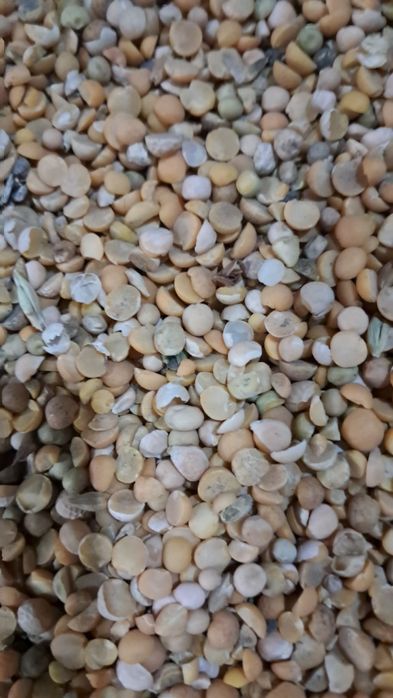 Горох сечка корм для откорма