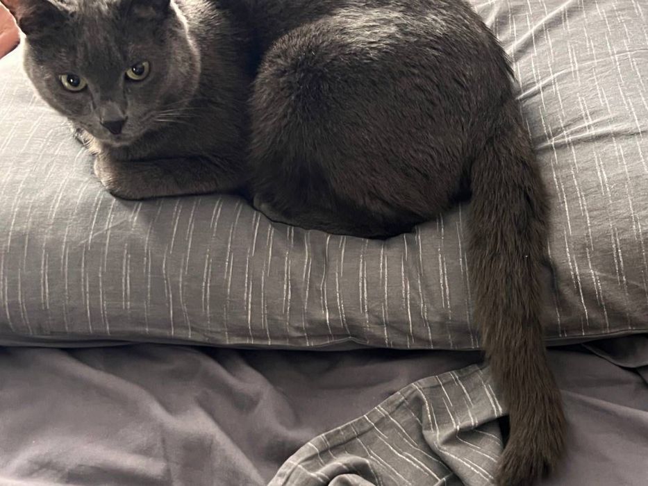 Груминг кошек и собак