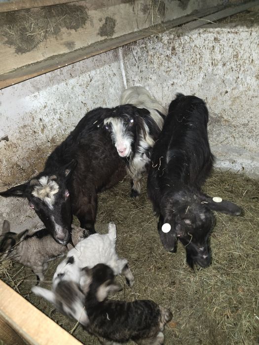 3 Capre fatate cu iedute!