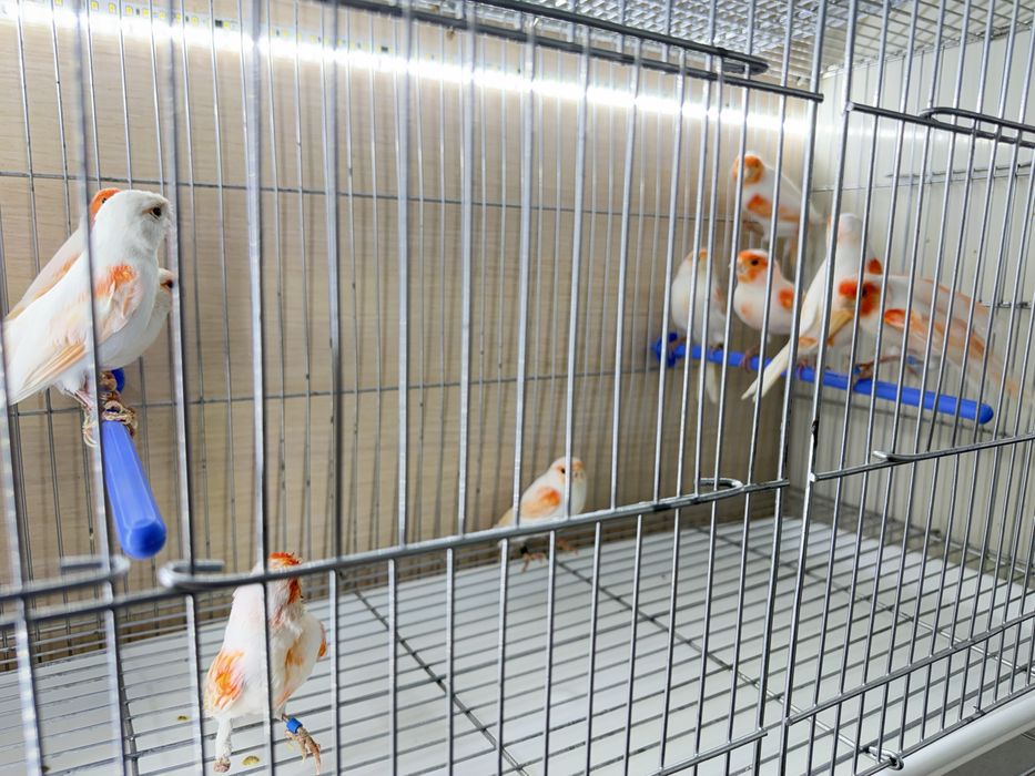 Продам канарейки