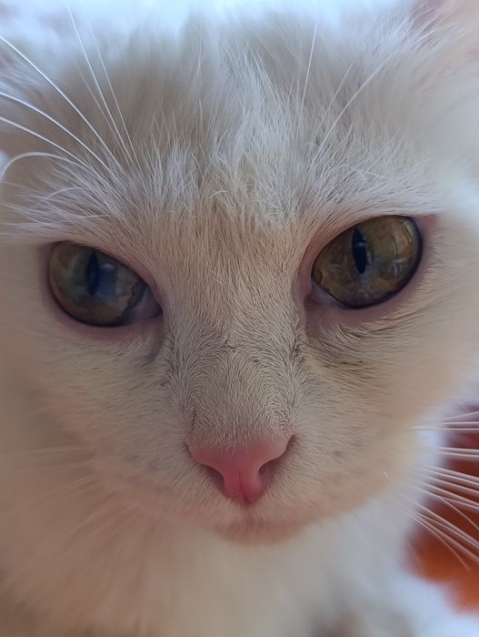 Ищу дом для кошечки