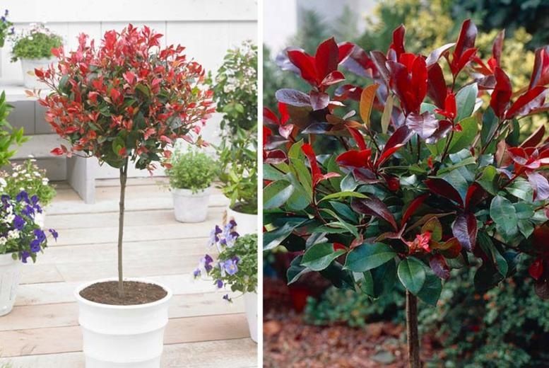 Фотиния йирик баргли
Йирик баргли ф