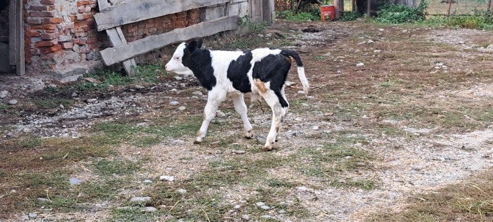 Vand vitel holstein