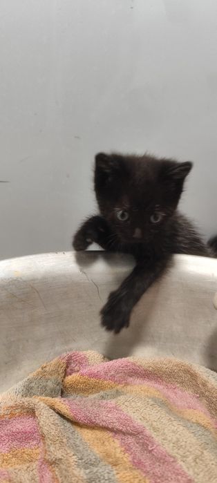 отдам котенка девочка