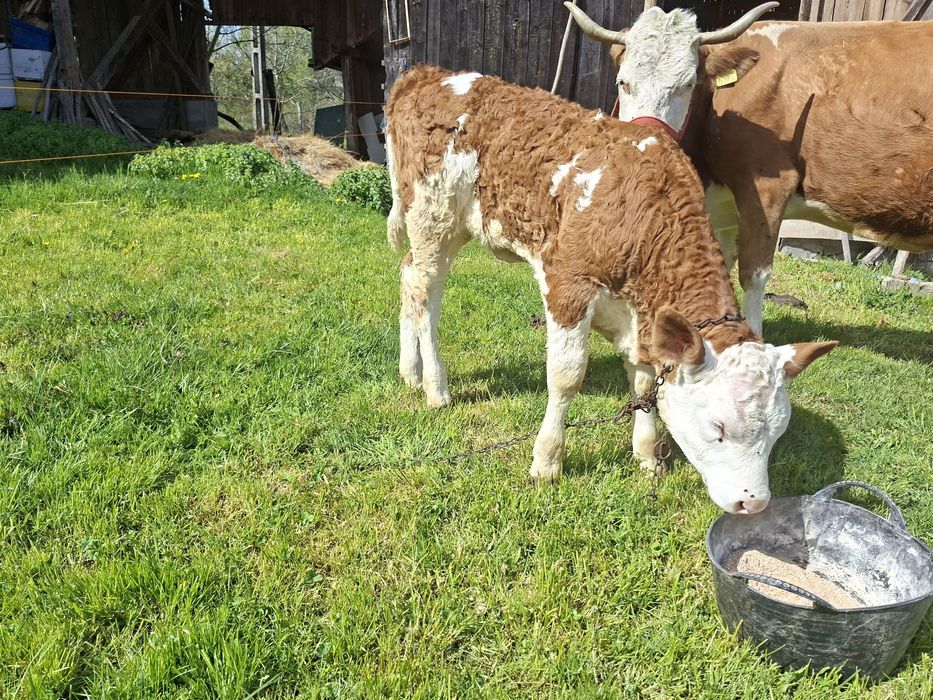 Vând vițea foarte frumoasa