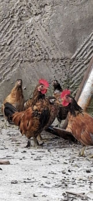 Vând gaini  iopani (aprx. 4 luni)