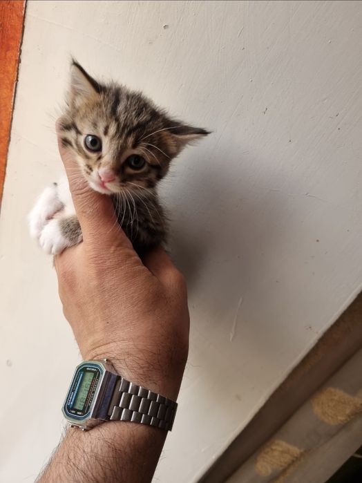 Котёнок, отдам в хорошие руки. Бесплатно.