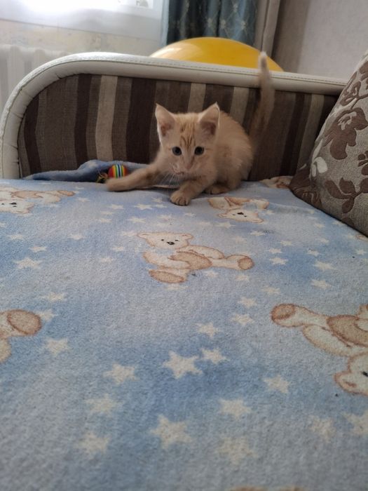 Отдам котенка в добрые руки БЕСПЛАТНО