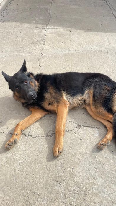 Немецкая овчарка