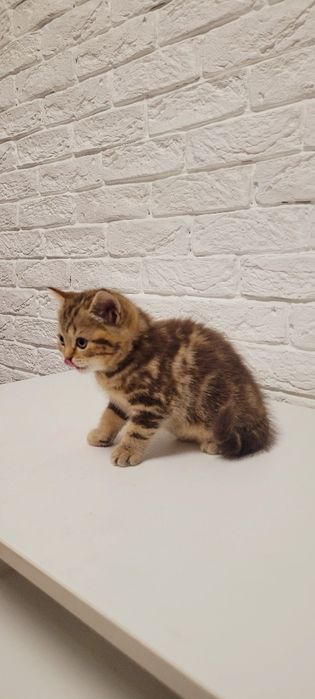 Продается котенок.Девочка шотландка