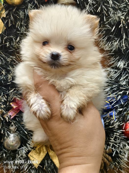 Продам щенков шпица.