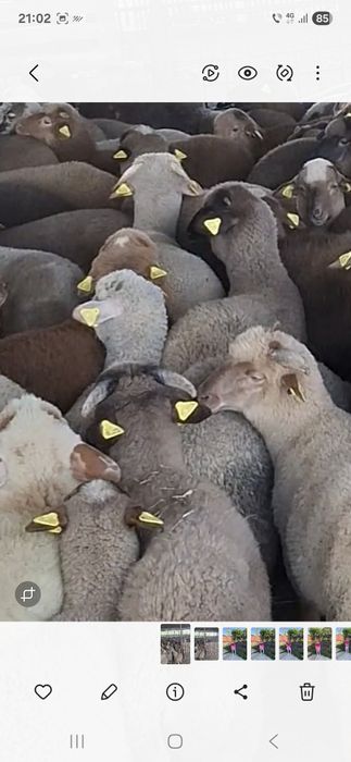 Miei  de vânzare