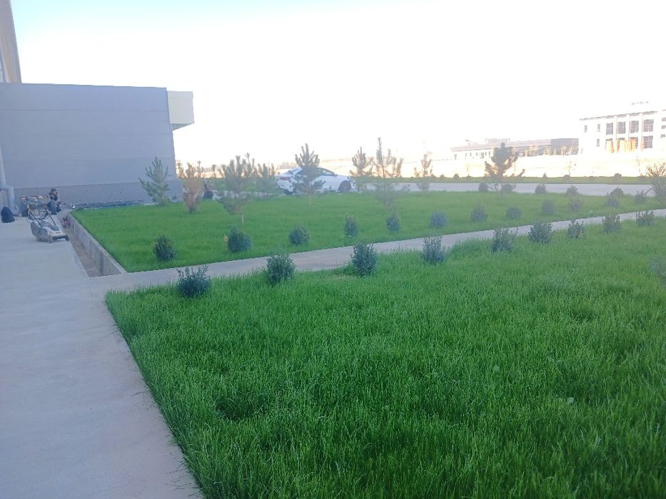 Gazon ekish xizmati.