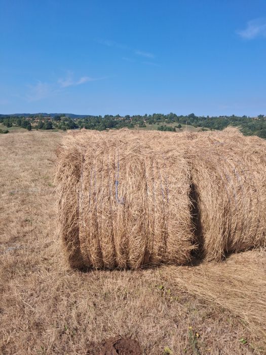 Vand baloti rotunzi