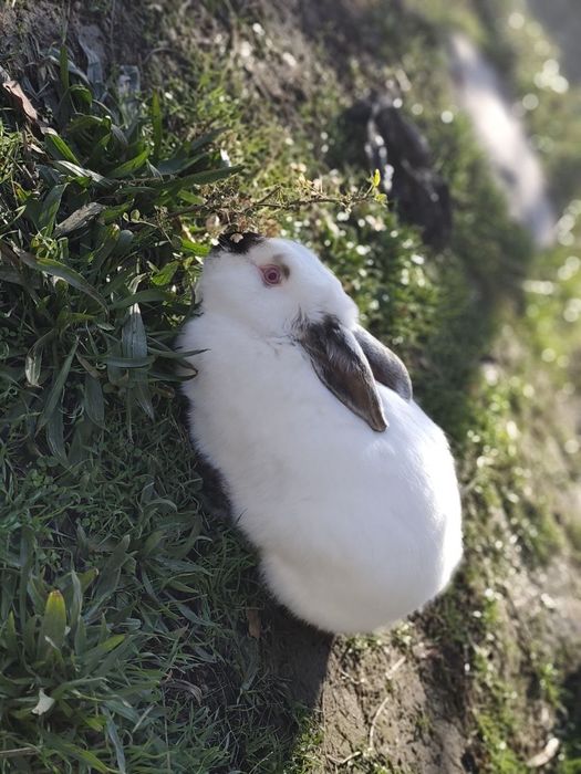 Кролик Самец рабочий