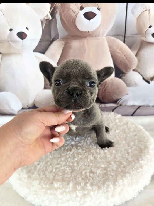 Френски бурдог елитна кръвна линия