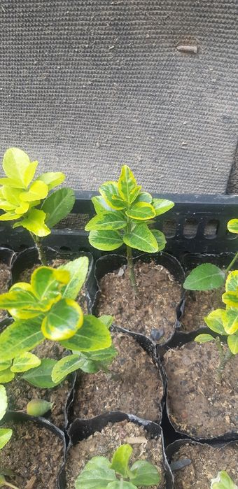 Bresklit Eyonomus shamshod kochatla sotiladi