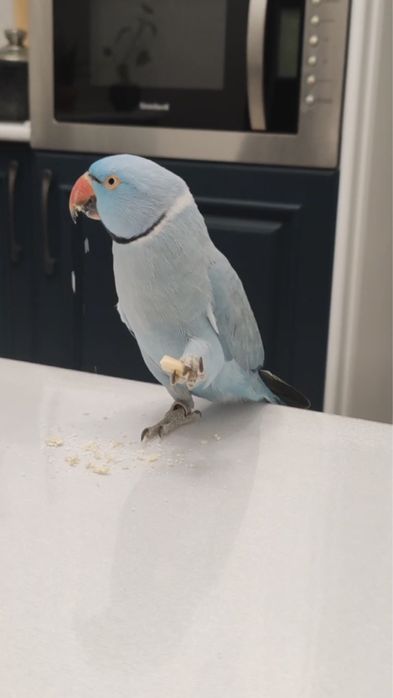 Ожереловые попугаи ручня