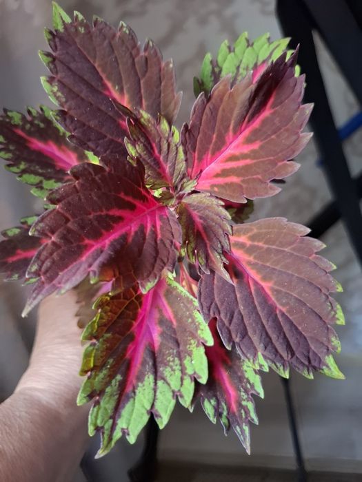 Комнатные цветы в копилочку