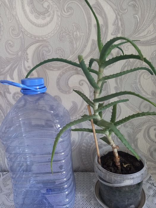 Продам   алоэ 3 год.