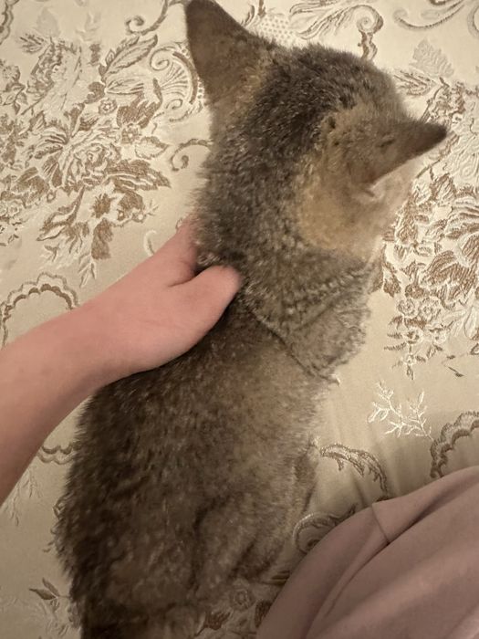 Продам котят золотистой шиншилы