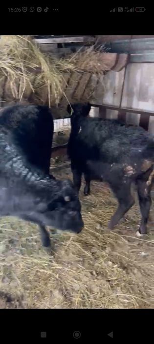 Продам двух бычков