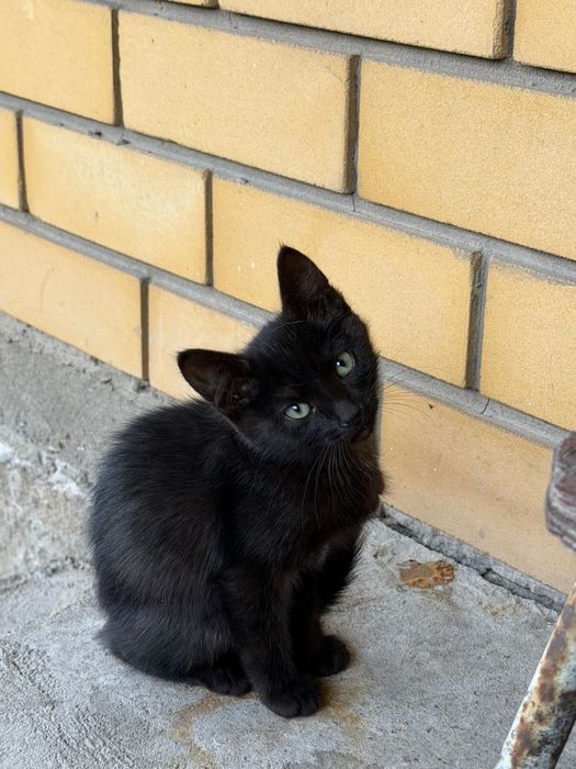 Отдам котят даром