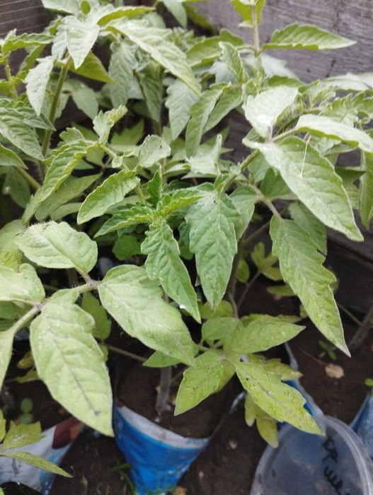 Продам Рассаду помидор
