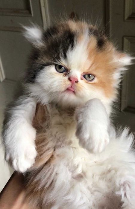 Сладки персийски котета